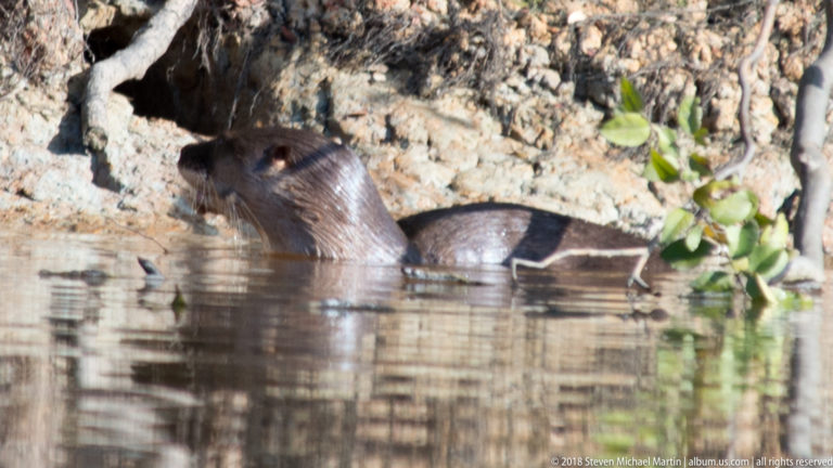 Neotropical river otter half-submerged beside a muddy bank, with wet brown head and upper back above the water.