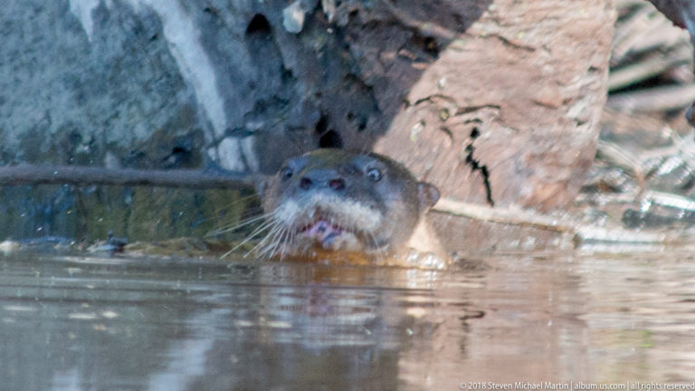 Front-facing Neotropical river otter surfacing near the bank, with wet brown head, small ears, pale whiskered muzzle, and nose above water.