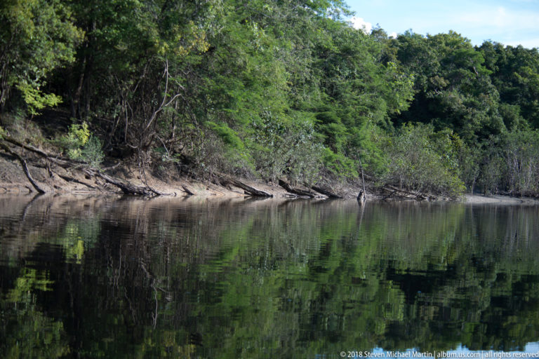Calm dark Amazonian water reflecting dense green forest along an eroded bank with exposed roots and leaning trunks.