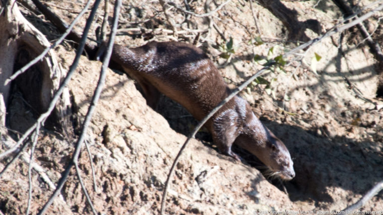 Neotropical river otter descending a steep sandy-mud bank between exposed roots, viewed from above.