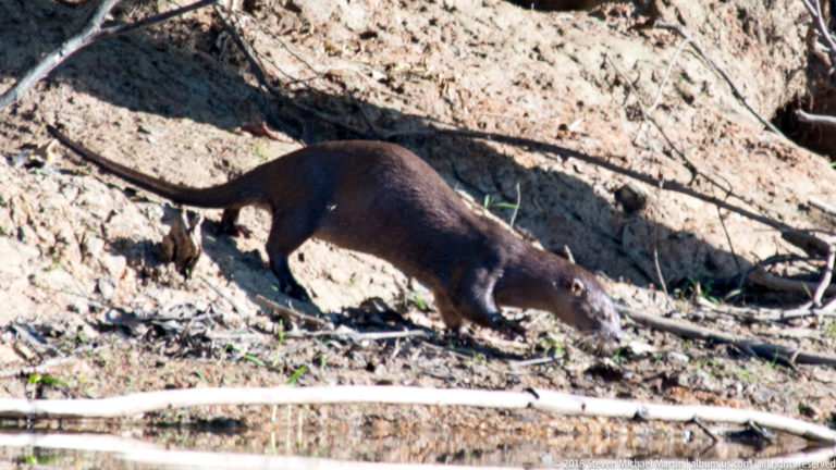 Broadside Neotropical river otter walking along a muddy shoreline with head lowered and long tapered tail extended behind.