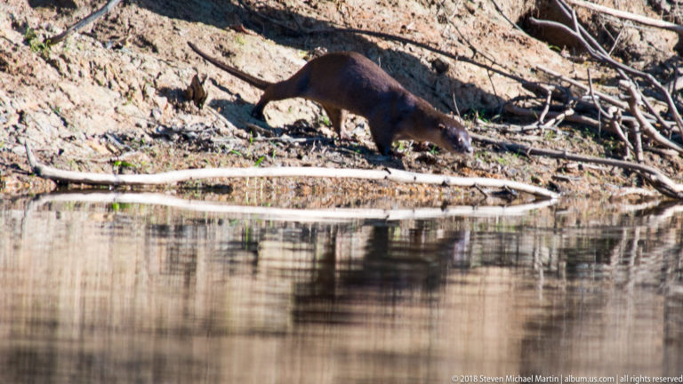 Neotropical river otter walking low along a muddy bank beside still water, with dark brown body, pale muzzle, and long tapered tail.