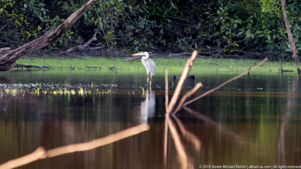 Distant Cocoi heron at a green shoreline across dark reflective water, with pale dead branches projecting from the foreground.