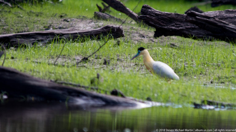 Capped heron standing in green marsh vegetation with cream-white body, black cap, blue face, and long pale bill.