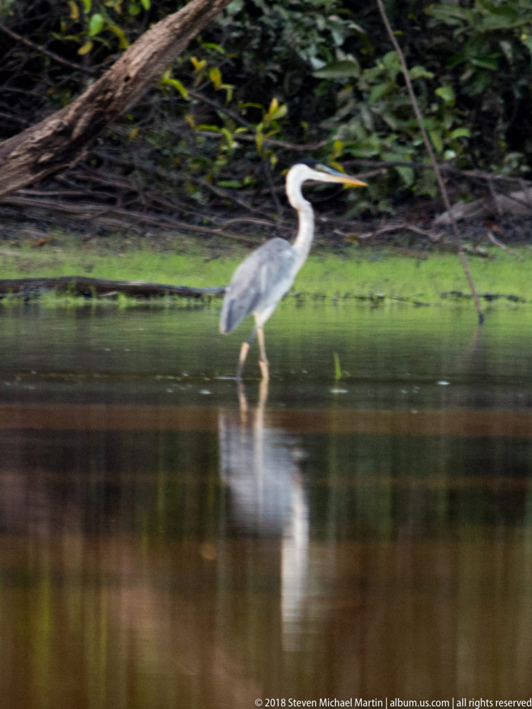 Side view of a Cocoi heron wading in shallow water beside green vegetation, with gray wings, white neck, and long pointed bill.