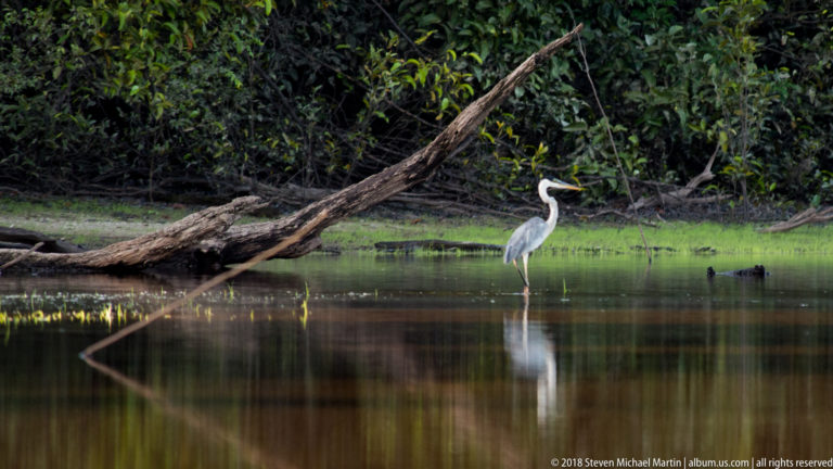 Distant Cocoi heron standing in calm water near a fallen trunk and dense forest, with a clear reflection below.