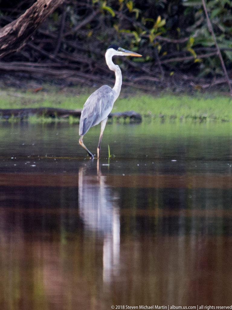 Cocoi heron standing in shallow reflective water, with gray body, white neck, black crown, long legs, and pointed bill.