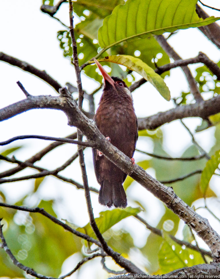 Dark brown nunbird-like bird perched upright under a broad leaf, with long coral-red bill pointed upward.