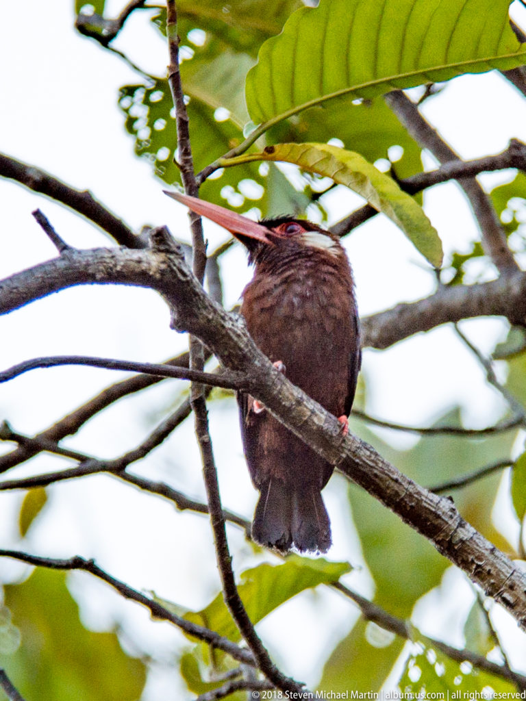 Rear three-quarter view of a dark brown nunbird-like bird with coral-red bill perched among leafy branches.