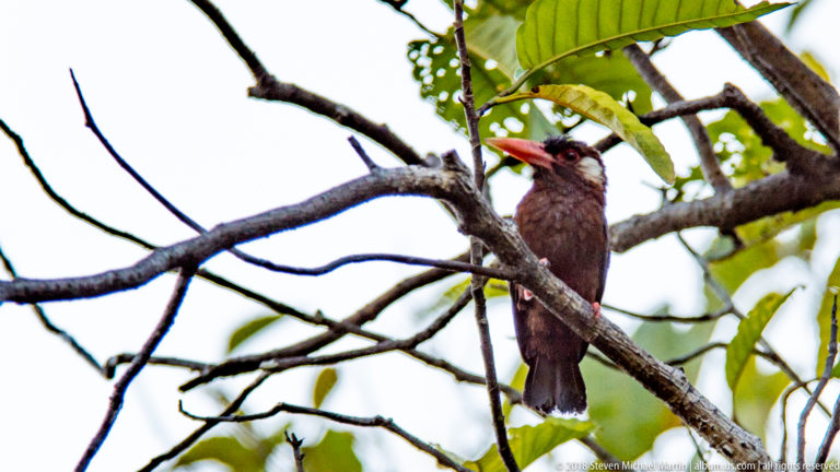 Dark brown nunbird-like bird with coral-red bill perched behind crossing branches beneath large green leaves.