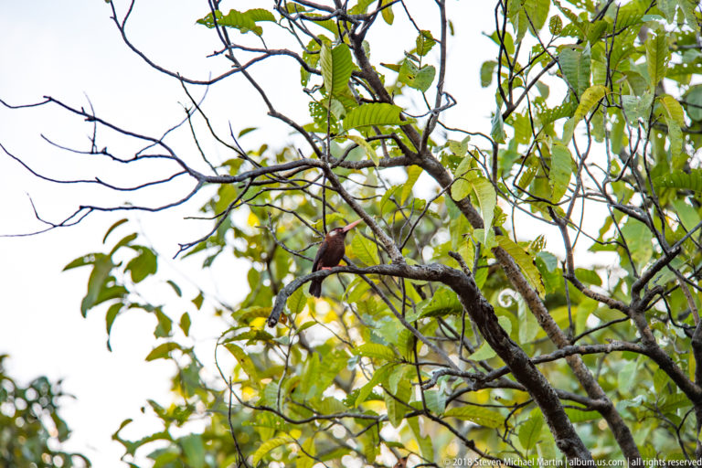 Distant dark nunbird-like bird with a red bill perched among a network of leafy canopy branches.