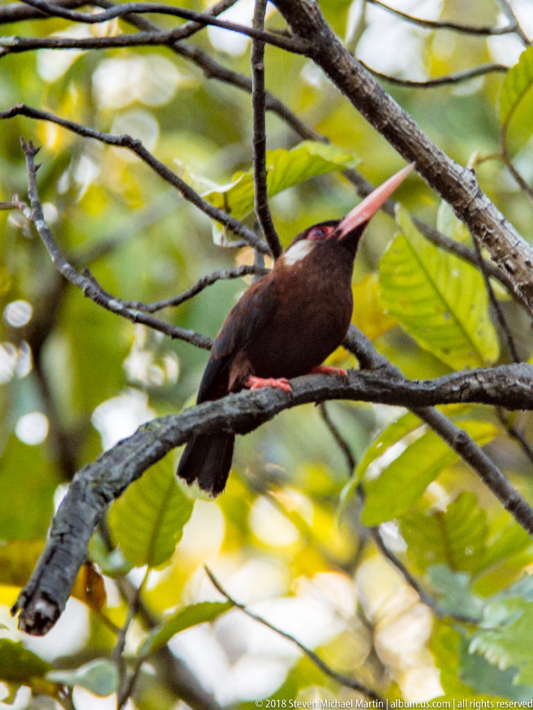 Dark brown nunbird-like forest bird perched on a branch with a long coral-red bill and reddish feet beneath green leaves.