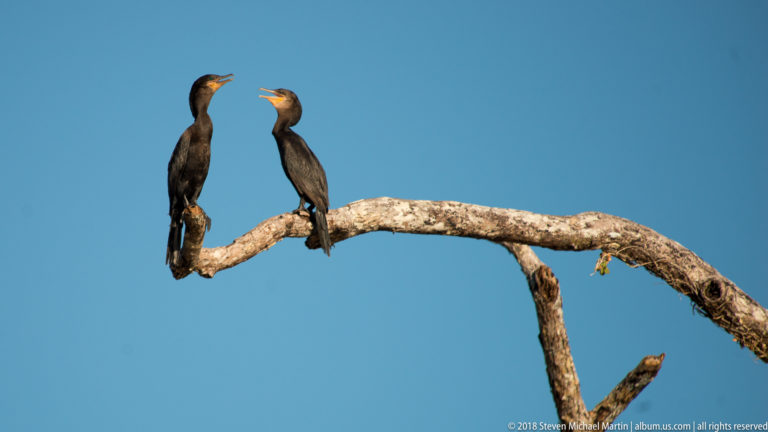 Two Neotropic cormorants spaced apart on a curved bare branch against a clear blue sky.