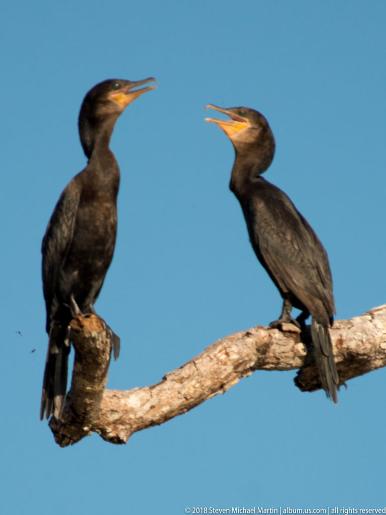 Two Neotropic cormorants facing each other on a bare limb with open bills and yellow-orange facial skin.