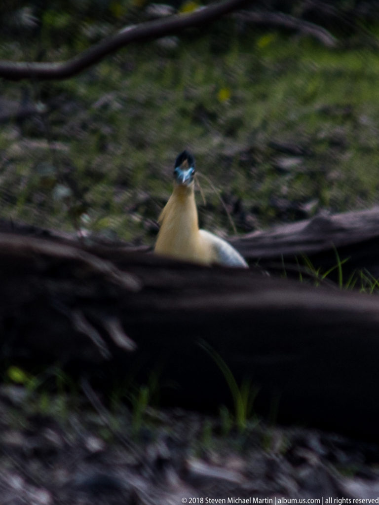 Motion-blurred Capped heron standing near dark fallen timber, with pale body, black cap, blue face, and long bill.