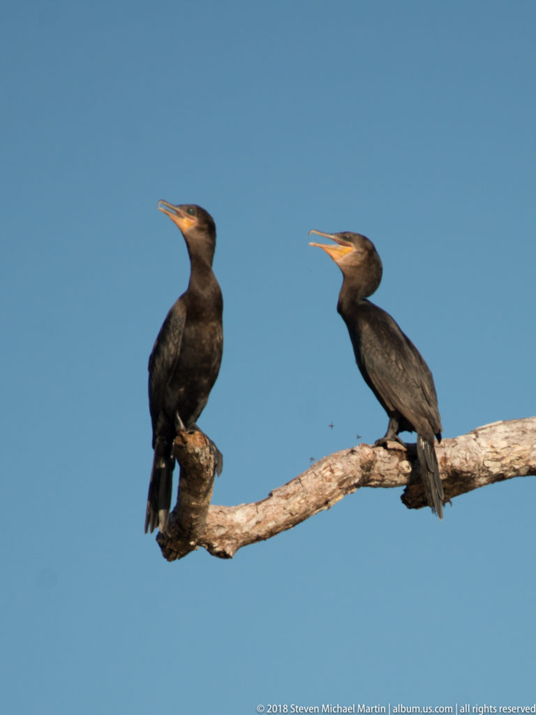 Two Neotropic cormorants on a bare branch against blue sky, one looking upward and the other holding its bill open.