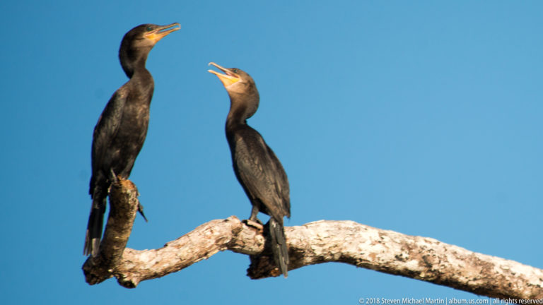 Two dark Neotropic cormorants perched on a bare branch against blue sky, both with long bills open and yellow-orange throat skin visible.