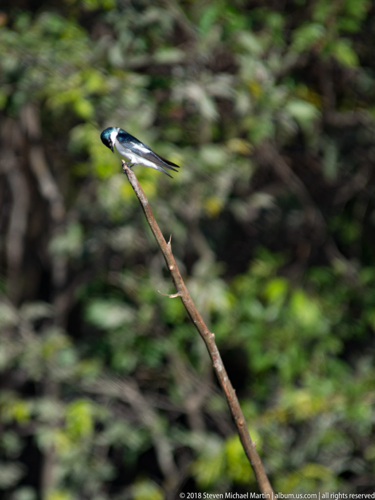 Small white-winged swallow perched near the tip of a long diagonal snag, surrounded by blurred green and brown forest.