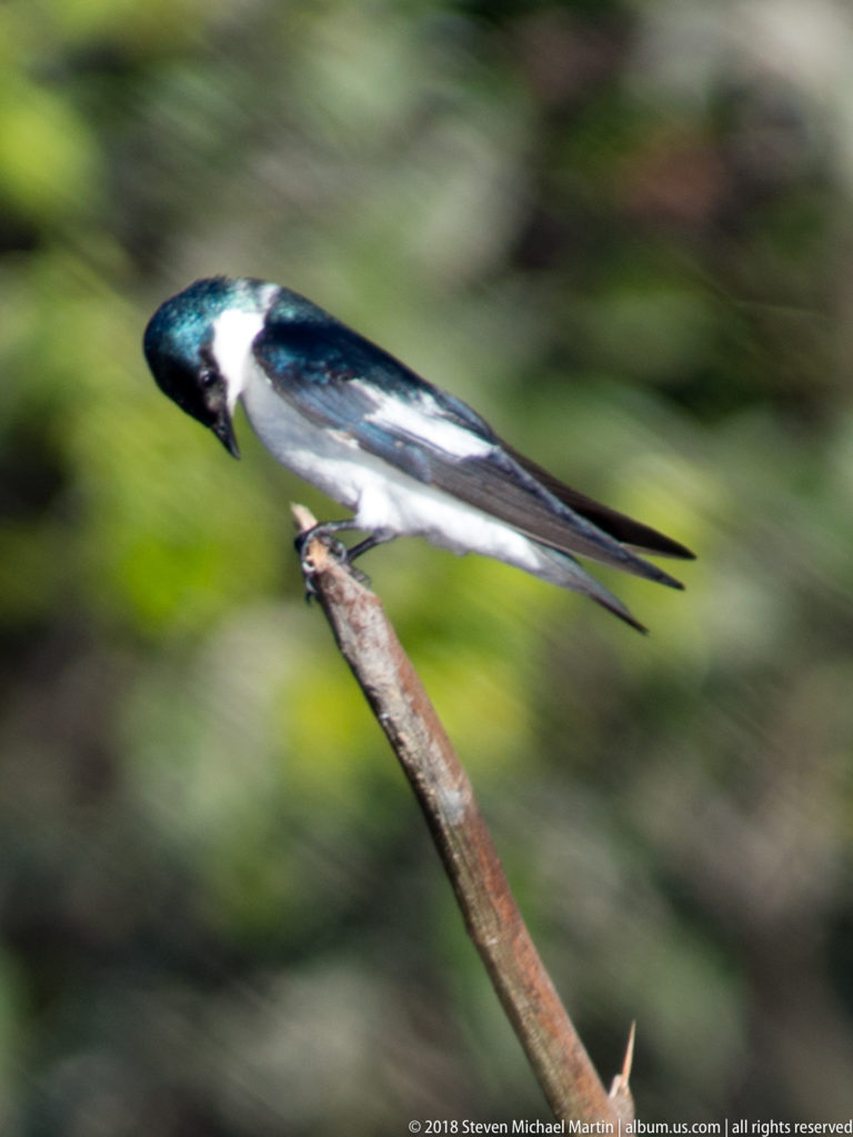White-winged swallow leaning forward on a bare branch, showing blue-green upperparts, white underparts, and long pointed wings.
