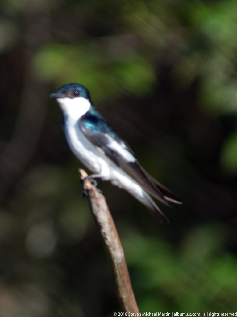 White-winged swallow perched on a slanting twig, slightly motion-blurred, with dark blue-green back, white underside, and long pointed wings.