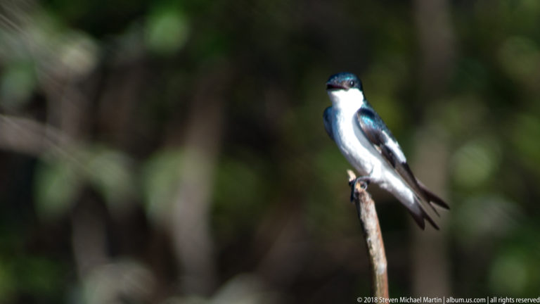 White-winged swallow perched upright on a broken twig, with glossy blue-green upperparts, white throat and belly, and pointed wings.