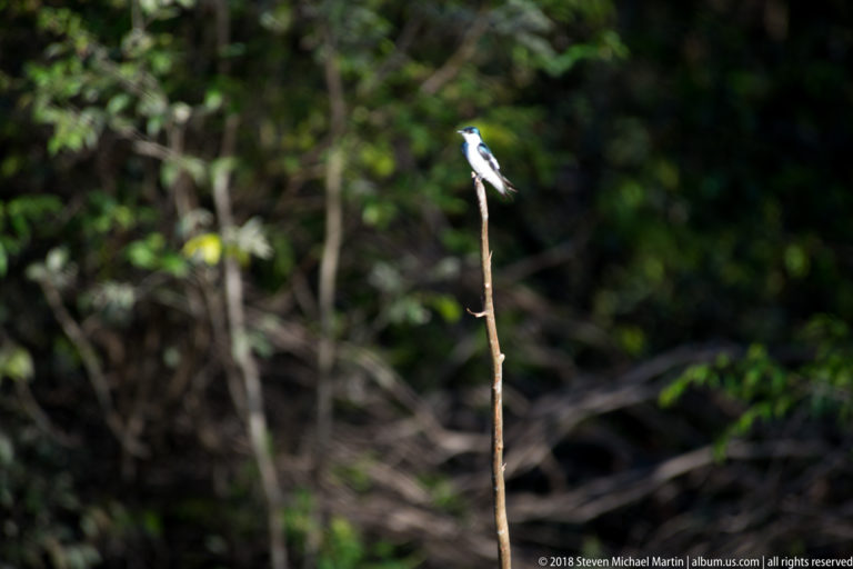 Distant white-winged swallow perched at the tip of a bare vertical snag against dark green forest.