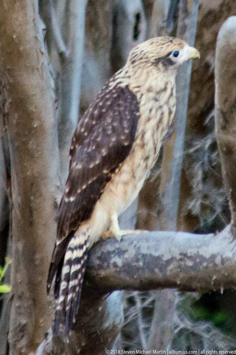 Close side portrait of a juvenile yellow-headed caracara with streaked head and breast, dark wing, and sharply barred tail.