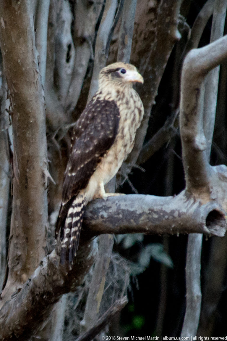 Side view of a juvenile yellow-headed caracara perched on a branch, showing streaked underparts, dark wings, hooked bill, and barred tail.