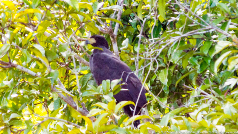 Dark long-tailed guan standing upright among bright green leaves in dense tropical forest.