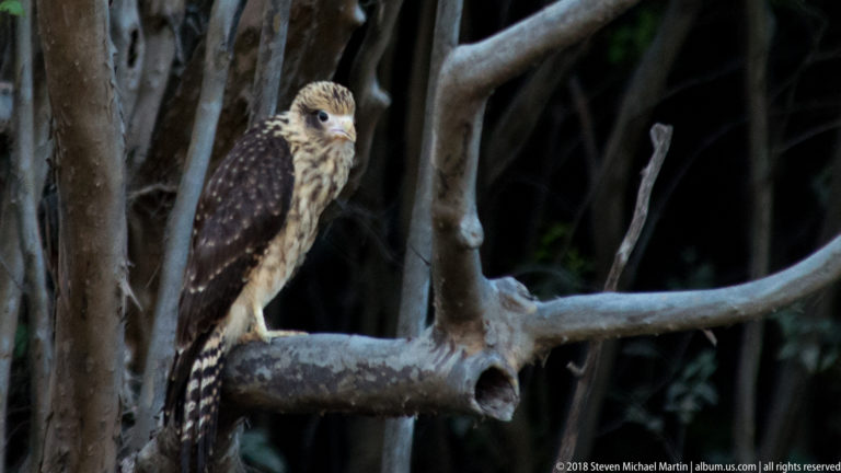 Front-facing juvenile yellow-headed caracara on a branch among gray tree trunks, with streaked head and breast and long barred tail.