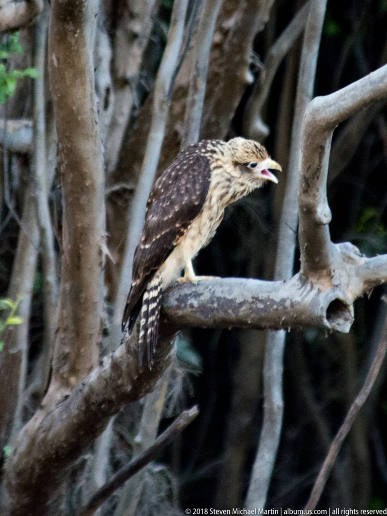 Juvenile yellow-headed caracara perched sideways on a branch, with streaked buff-brown plumage and barred wing and tail feathers.