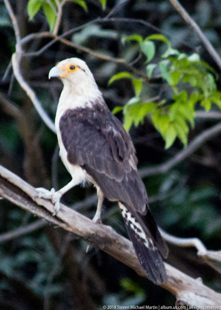 Adult yellow-headed caracara perched on a branch, with cream head, dark wings, and barred tail against green forest.