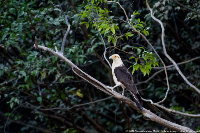 Yellow-headed caracara perched on a forest branch, with pale head, dark brown wings, long tail, and orange-yellow face.