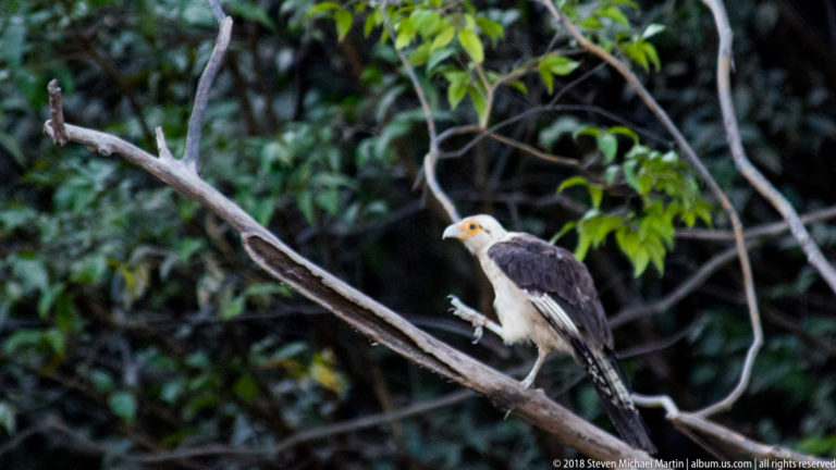 Yellow-headed caracara perched in rainforest canopy, with pale head, dark brown wings, long tail, and orange-yellow face.