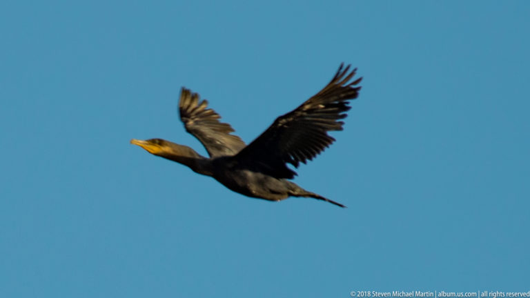 Neotropic cormorant flying with both wings raised against blue sky, neck extended and dark flight feathers sunlit.