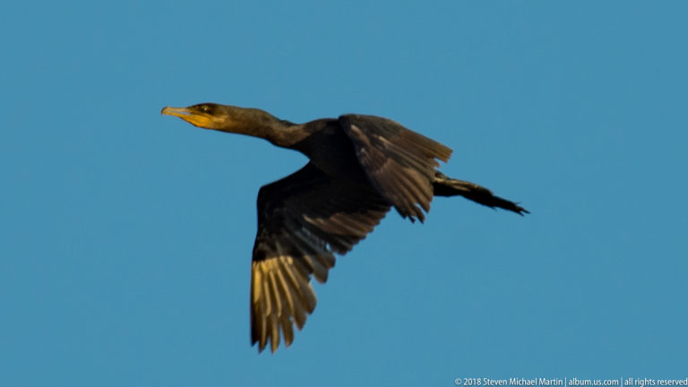 Neotropic cormorant in flight against blue sky, with long neck extended and wings caught in an uneven downstroke.