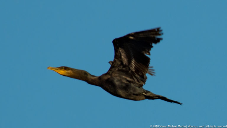 Neotropic cormorant flying across blue sky with neck extended, dark wings raised, and feet trailing behind.
