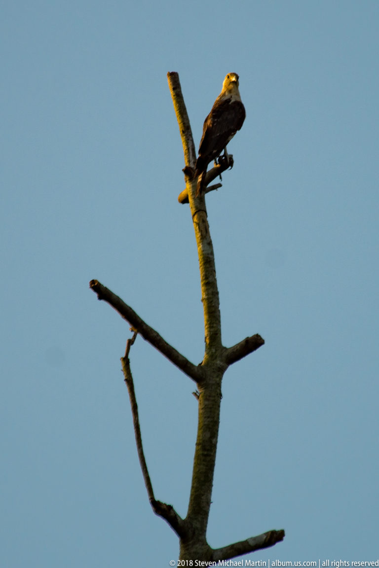 Yellow-headed caracara perched high on a dead branch, with pale head, dark brown wings, long tail, and orange-yellow face.