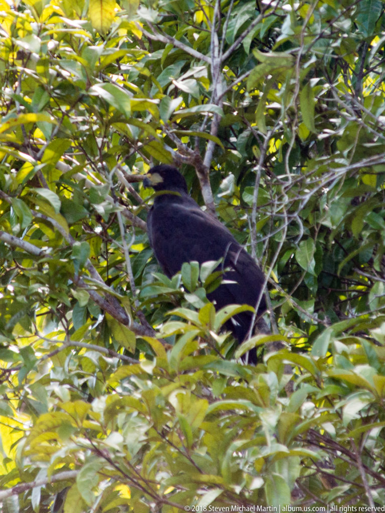 Large dark guan perched among dense green leaves, with long tail, heavy body, and slightly crested head.