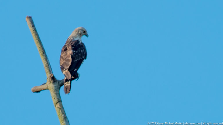 Yellow-headed caracara perched on a bare snag, with pale head, dark brown wings, long tail, and orange-yellow face.