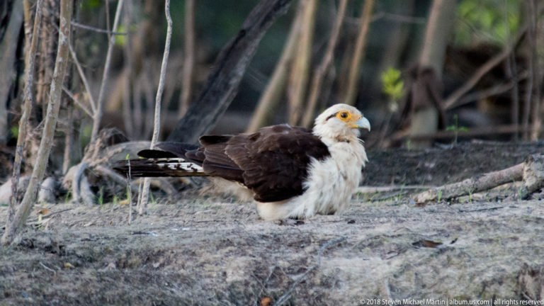Yellow-headed caracara resting on the ground, with pale head, dark brown wings, long tail, and orange-yellow face.