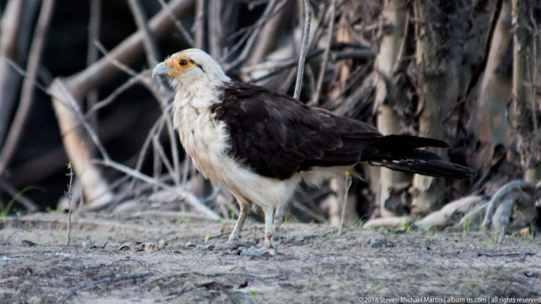 Yellow-headed caracara standing at the forest edge, with pale head, dark brown wings, long tail, and orange-yellow face.