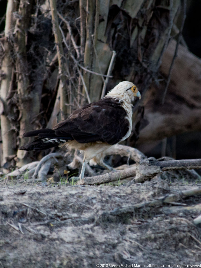 Yellow-headed caracara walking on the ground, with pale head, dark brown wings, long tail, and orange-yellow face.