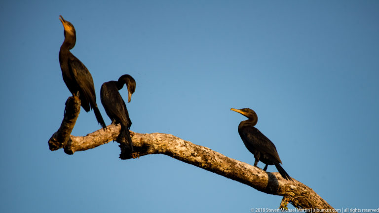 Three dark Neotropic cormorants perched on a bare branching limb against a clear blue sky.