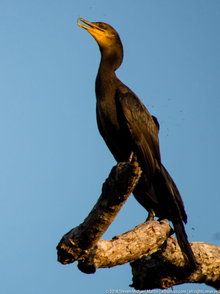 Neotropic cormorant perched upright on a bare branch against blue sky, with long hooked bill and dark plumage.