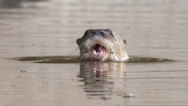 Giant river otter open-mouthed at the surface in brown river water near a pale bank and overhanging timber.