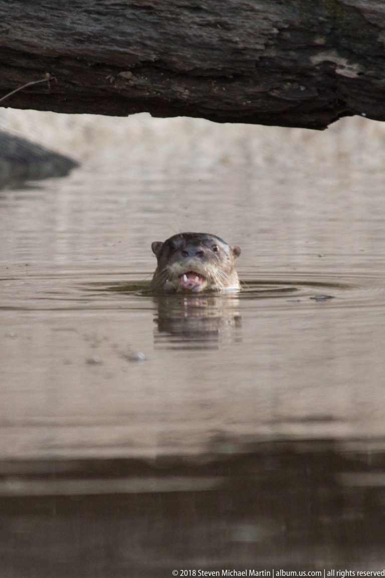 Giant river otter surfacing beneath a log in brown river water near a pale bank and overhanging timber.