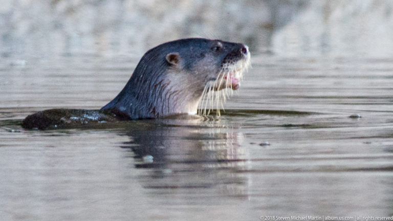 Giant river otter calling or opening jaws while swimming in brown river water near a pale bank and overhanging timber.