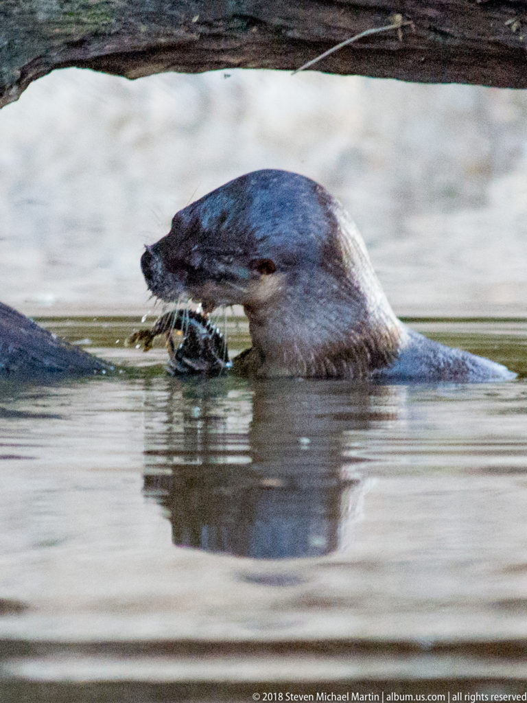 Giant river otter swimming with prey in brown river water near a pale bank and overhanging timber.