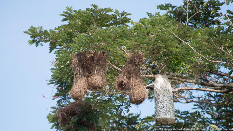 Several elongated woven oropendola nests suspended from the outer branches of a broad leafy tree against blue sky.